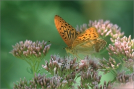 <p>PERLEŤOVEC STŘÍBROPÁSEK - sameček (Argynnis paphia) ---- /Silver-washed fritillary - Kaisermantel/</p>